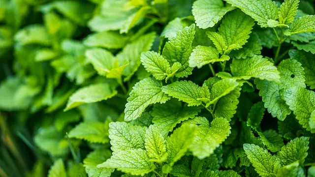 Lemon Balm