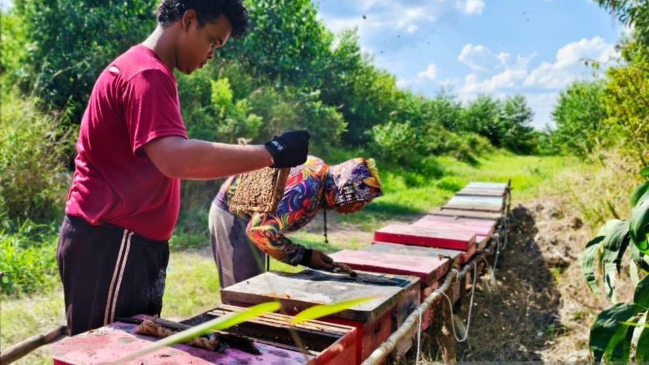 Kelompok Tani Binaan WKS Panen 1,7 Ton Madu Lebah Akasia, Berkah Ekonomi dari Hutan Jambi