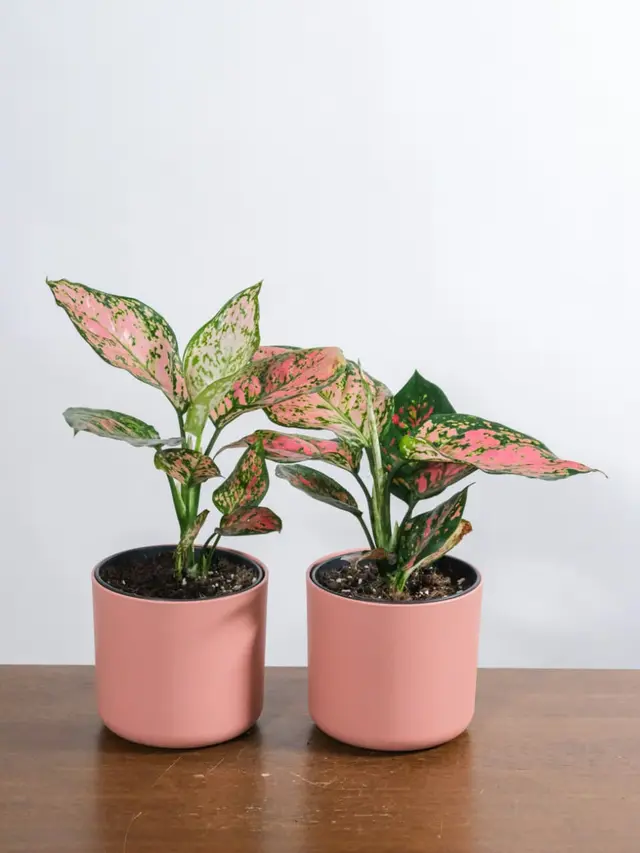Cara Memperbanyak Aglaonema dengan Stek Batang