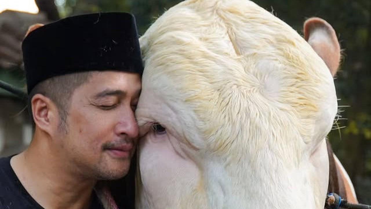 Tak Hanya Janoko, 4 Sapi Kurban Irfan Hakim Siap Bikin Kamu Nangis Brutal saat Momen Iduladha
