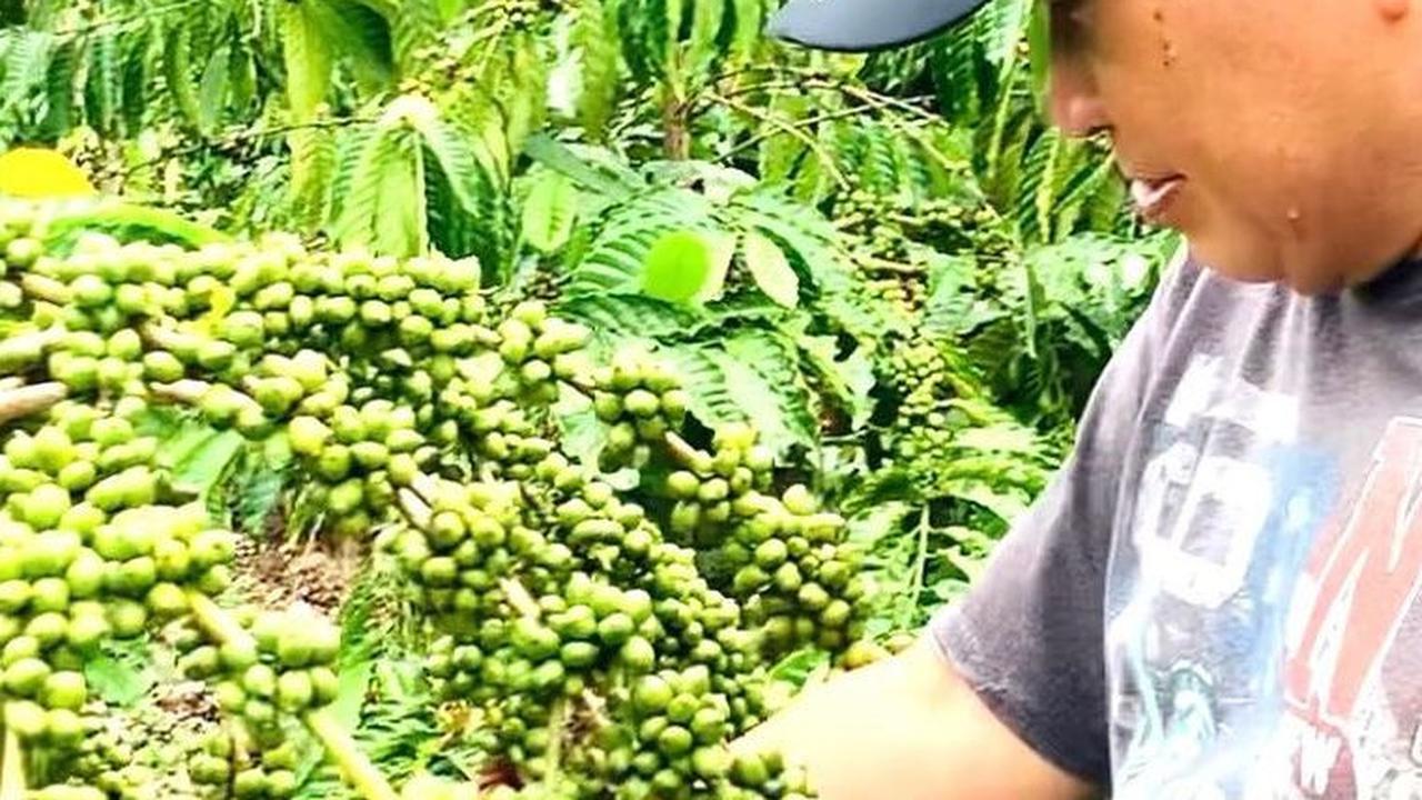 Full Senyum Jenderal Jadi Petani Bersiap Panen Kopi, Nasib Lebih Baik di 2024