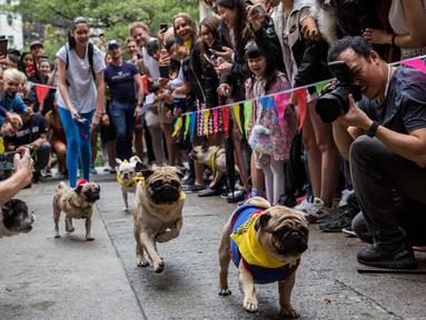 Sejumlah anjing saat bersaing dalam "HK Doggie Dash 2018" di Hong Kong (15/4). Perlombaan ini diadakan untuk mengumpulkan uang bagi anjing yang telah diterlantarkan dan diselamatkan. (AFP Photo/Isaac Lawrence)