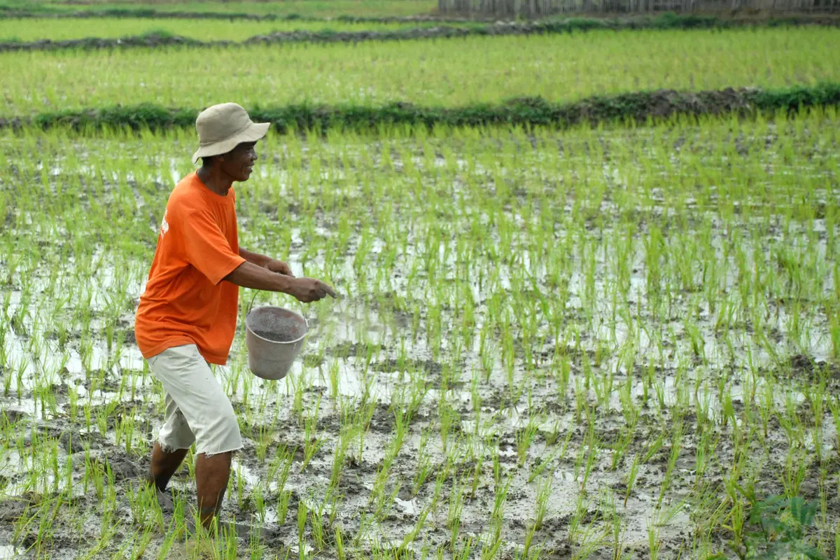 Petani