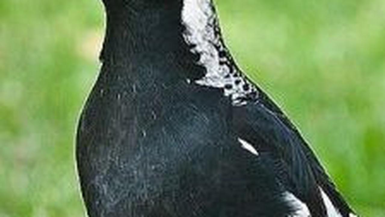 7. Burung Murai Australia<br>