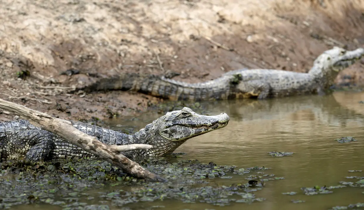 Kawanan buaya berada di sungai yang hampir mengering akibat kemarau berkepanjangan, di Paraguay, 24 Juni 2016. Perbatasan antara Paraguay dan Argentina tengah menghadapi kekeringan terburuk selama hampir dua dekade. (REUTERS/Jorge Adorno)