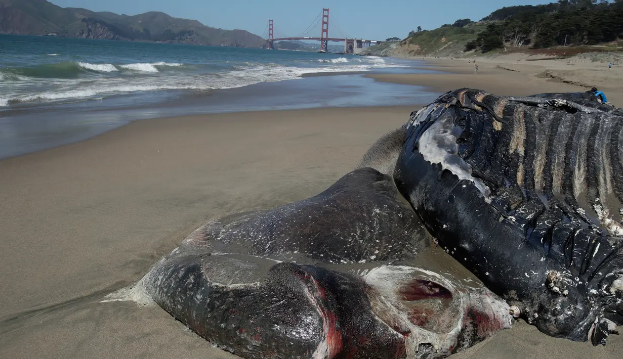 Bagian tubuh seekor Paus Humpback remaja yang mati di Pantai Baker di San Francisco, California (21/4/2020). (AP Photo/Jeff Chiu)