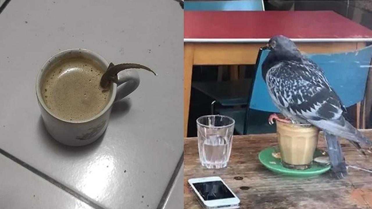 6 Momen Apes Minum Diganggu Hewan Ini Bikin Mau Muntah