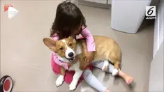 Seekor anjing jenis Pembroke Welsh corgi melakukan hal yang mengagumkan. Ia berhasil menenangkan balita yang menangis.