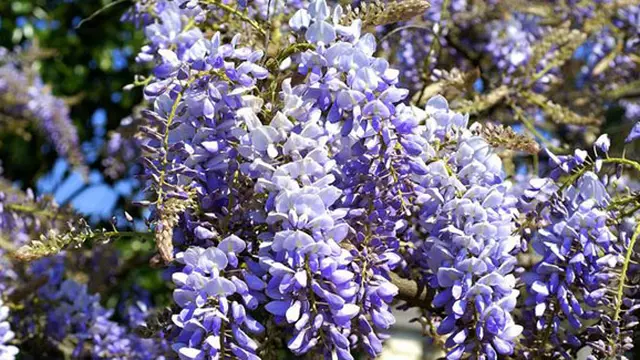 Foto: copyright fabiovisentin.com