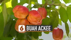 Buah ackee merupakan makanan paling berbahaya di dunia dan dilarang di AS.