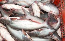 Indonesia Siapkan 700 Ton Ikan Patin untuk Konsumsi Jemaah Haji