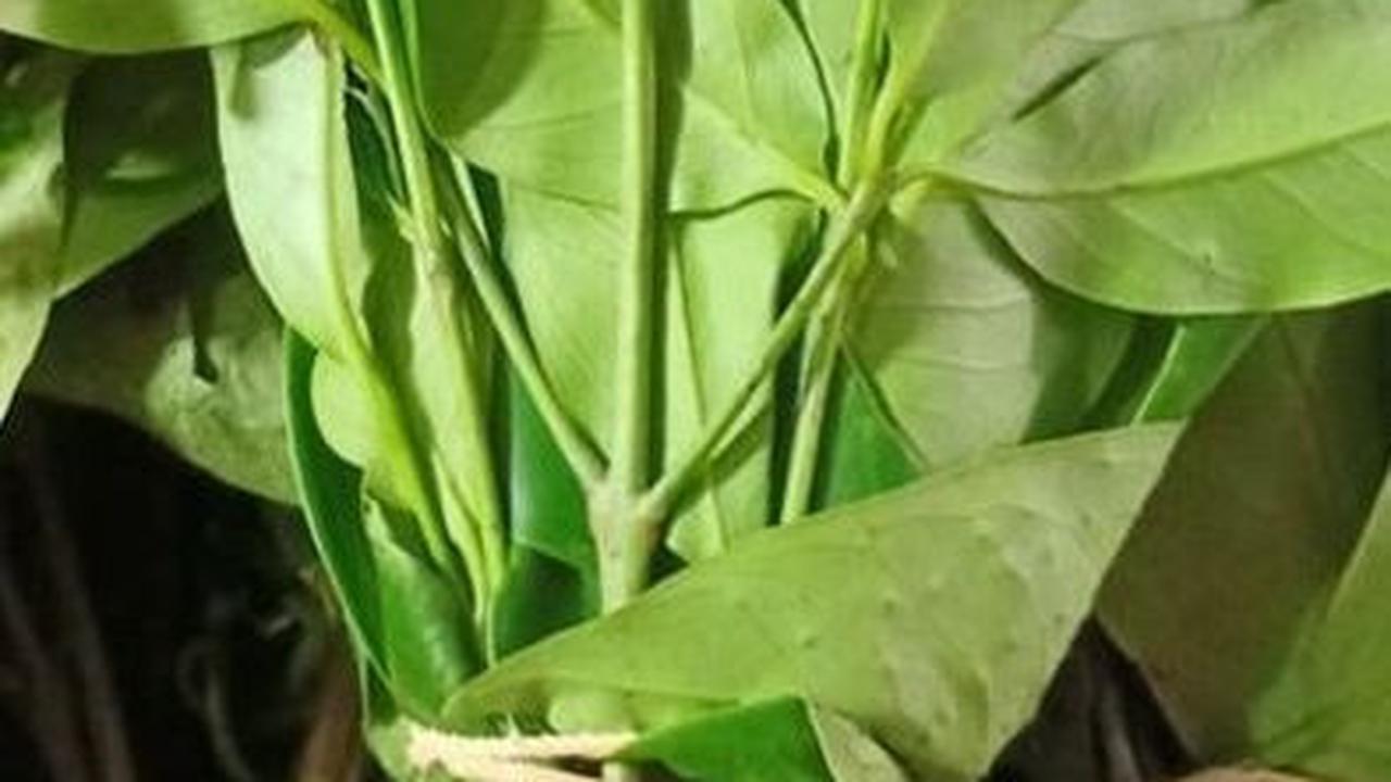 Cara Menyimpan Daun Salam Segar