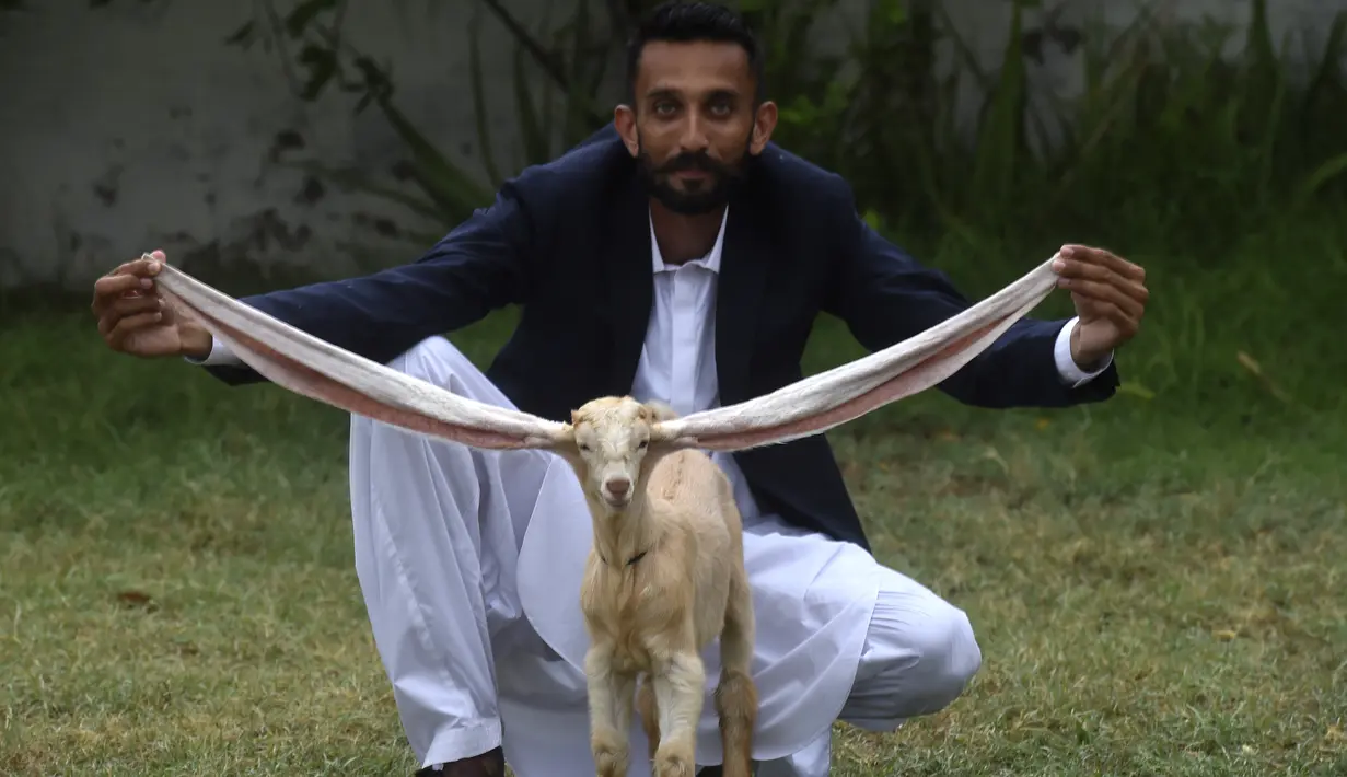 <p>Peternak, Mohammad Hassan Narejo, memperlihatkan telinga panjang anak kambing Simba, di Karachi, Pakisan pada 6 Juli 2022. Anak kambing berkulit kuning kecoklatan itu telah menarik ribuan pengikut di YouTube dan saluran lainnya sejak ia lahir di Karachi, pada 4 Juni. (Asif HASSAN / AFP)</p>