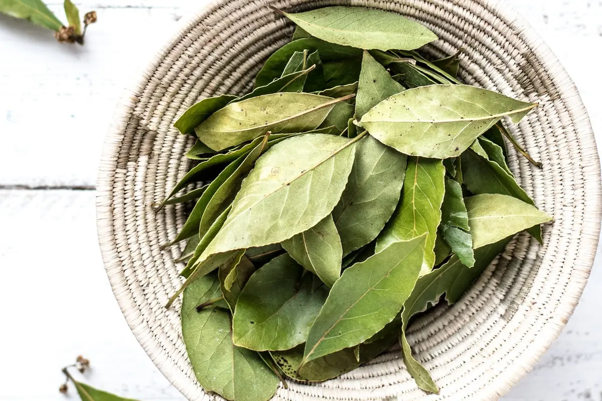 daun salam