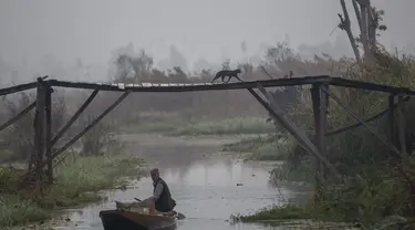 Seekor kucing melintasi jembatan pejalan kaki saat seorang pria Kashmir mendayung perahu membawa sayuran setelah membelinya dari pasar sayur terapung di Danau Dal di Srinagar, Kashmir yang dikendalikan India (18/10/2020). (AP Photo/Dar Yasin)