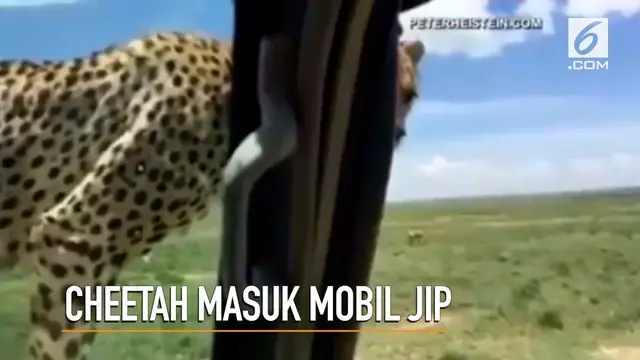 Rekaman video seorang pria yang merekam saat cheetah masuk ke dalam mobil jip miliknya.