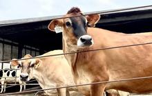Rekor Baru, Sapi di Brasil Produksi 343 Liter Susu dalam 24 Jam