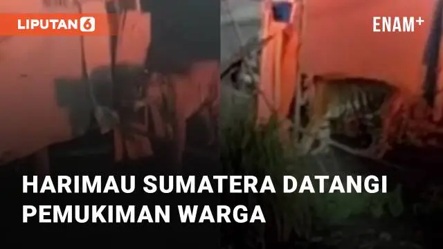 Seekor Harimau Sumatera tampak memasuki pemukiman warga untuk cari makanan. Harimau tersebut berhasil diusir tanpa menyakiti warga sekitar