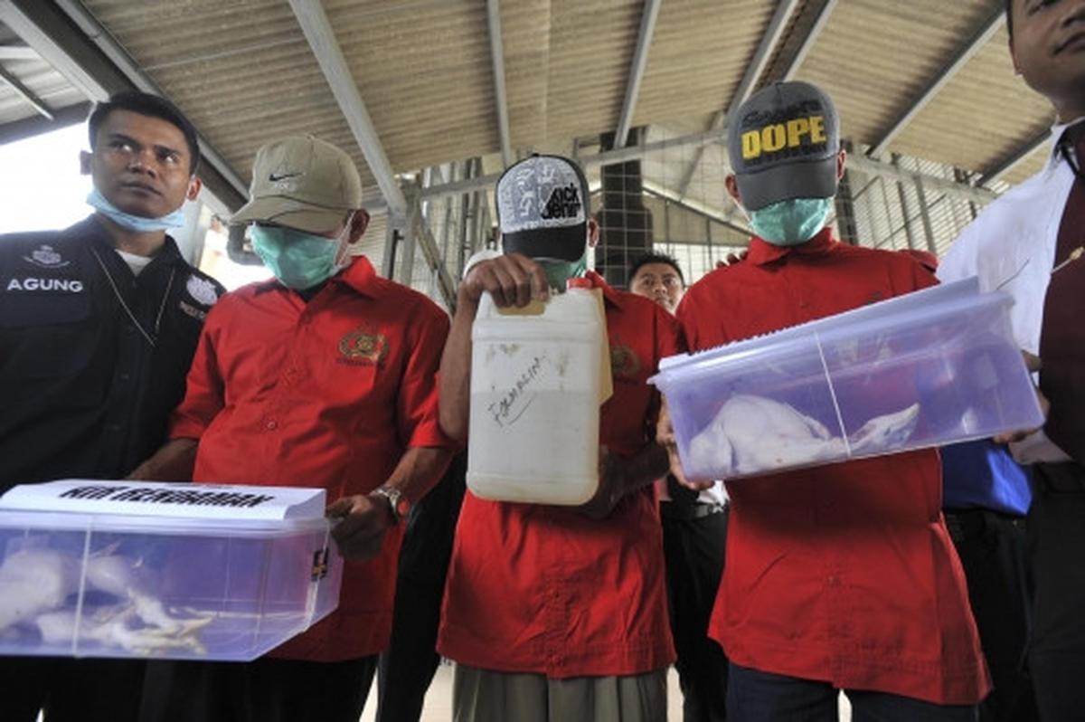 Puspitek musnahkan 1,5 ton ayam berformalin