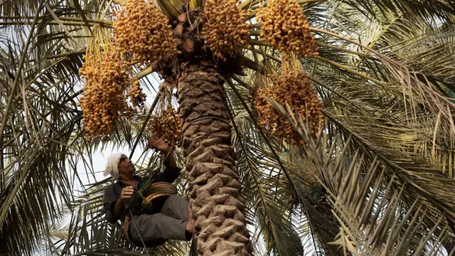 20150705-Serunya Memanen Kurma di Bahrain 1