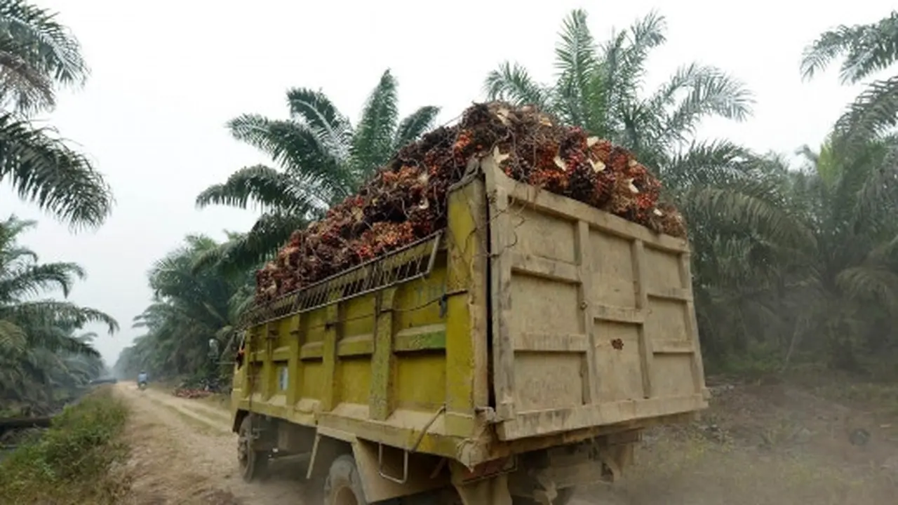 300 Perusahaan Bakal Diperiksa Akibat Tak Naikkan Harga Sawit Petani