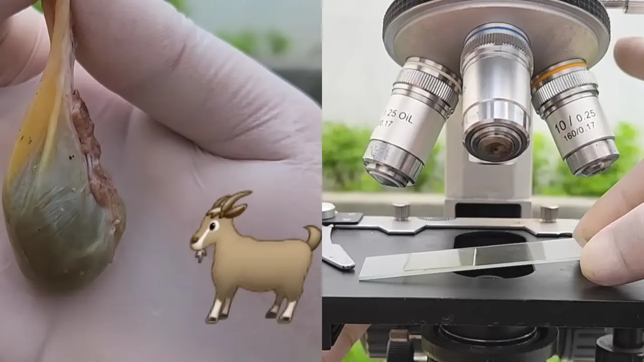 Penampakan Empedu Kambing