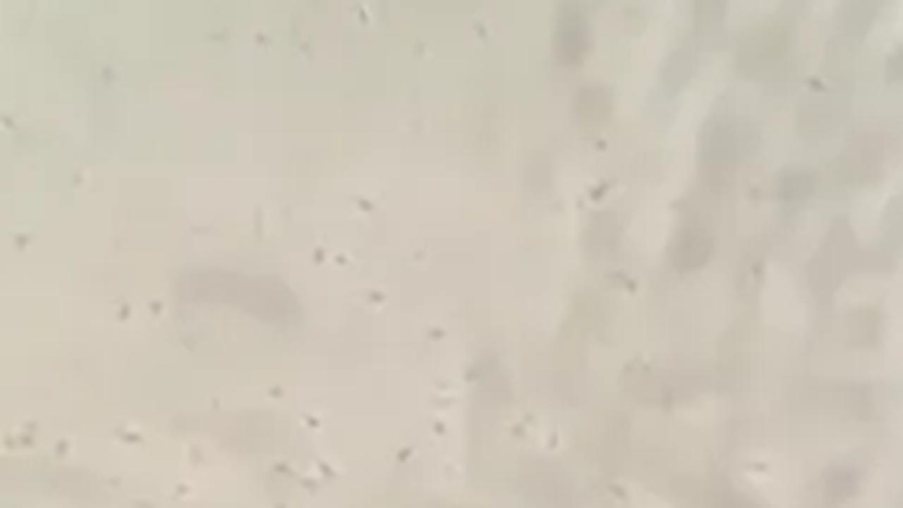 Akan tetapi, masih ada beberapa orang yang awam dengan penampakan sel sperma yang sebenarnya. <br>