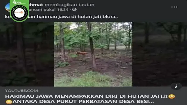 Gambar Tangkapan Layar Video yang Diklaim Kemunculan Harimau di Hutan Blora (sumber: Facebook)