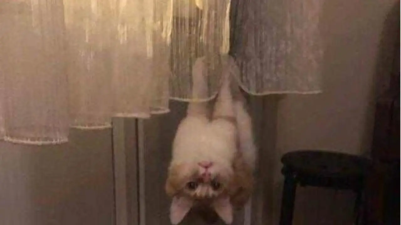 7 Potret Ini Bukti Kucing Bisa Menentang Hukum Alam