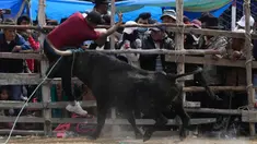 Seorang matador amatir diseruduk banteng dalam Festival Our Lady of the Rosary di Desa Andes Huarina, Bolivia, Senin (3/10/2022). Sekelompok matador amatir melakukan parodi adu banteng Spanyol, tetapi tanpa mengorbankan banteng. (AP Photo/Juan Karita)