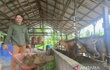 Biogas Kotoran Sapi: Inovasi Mandirikan Energi dan Ekonomi Warga Kaltim
