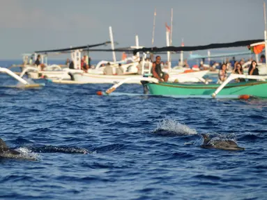 Lumba-lumba berenang dekat perahu yang berisi wisatawan di perairan Pantai Lovina di Singaraja, Bali, Jumat (30/10/2020). Pantai Lovin aini salah satu destinasi pariwisata di Pulau Bali yang menawarkan pemandangan matahari terbit dan wisata mengamati lumba-lumba di laut lepas. (SONNY TUMBELAKA/AFP)
