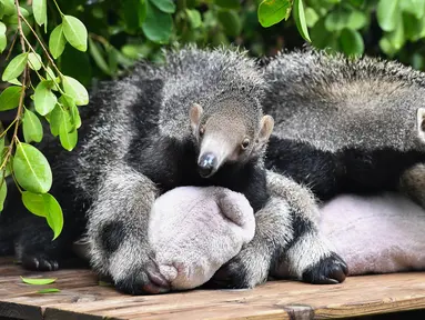 Sepasang bayi trenggiling kembar terlihat di Taman Safari Chimelong di Guangzhou, Provinsi Guangdong, China selatan, pada 10 Juni 2020. Bayi trenggiling kembar jantan dan betina tersebut, yang lahir pada 3 Maret tahun ini, diperkenalkan ke publik di Guangzhou pada Rabu (10/6). (Xinhua/Liu Dawei)