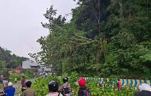 Demi Keselamatan Warga, DLHK Jayapura Tebang Ratusan Pohon Tua di Pinggir Jalan: Apa Alasannya?