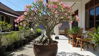 7 Jenis Kamboja Jepang (Adenium) yang Tahan Panas, Cocok untuk Dekorasi Rumah
