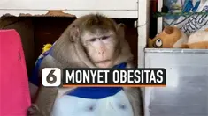 SERING DIKASIH JUNK FOOD, MONYET DI THAILAND OBESITAS