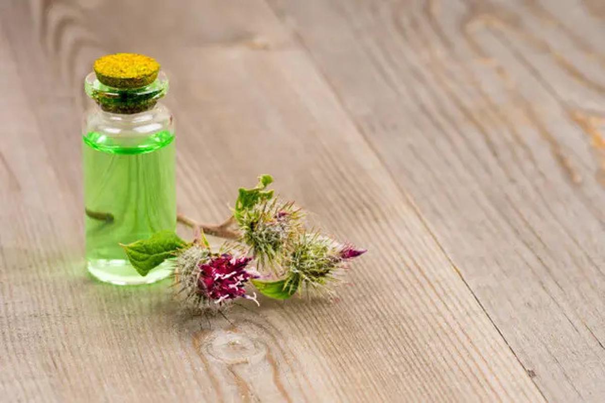 Cara Ampuh Usir Cicak dari Rumah dengan Bahan Dapur