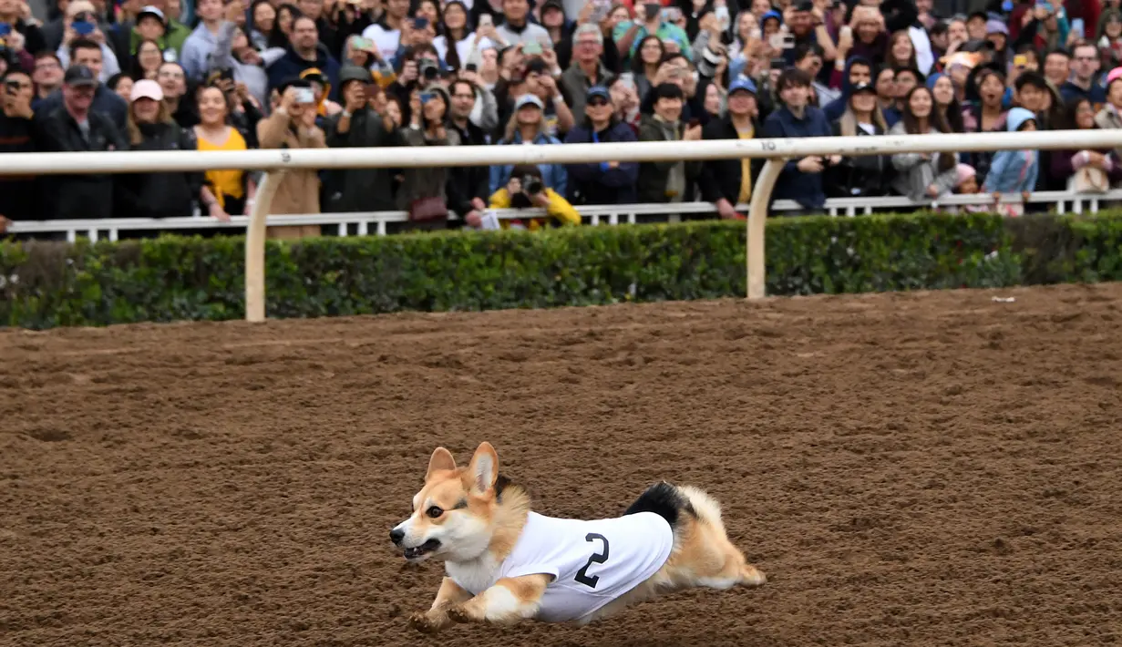 Seekor anjing Corgi berlomba dalam kejuaraan "Corgi Nationals" California Selatan di Arena Balap Santa Anita di Arcadia pada 26 Mei 2019. Ratusan anjing corgi yang mengikuti kejuaraan ini memperebutkan gelar anjing tercepat. (Photo by Mark RALSTON / AFP)