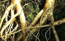 8 Manfaat Daun Ginseng Bagi Tubuh, Di Antaranya Cegah Kanker & Jaga Kesehatan Hati