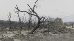 Sebuah pohon hangus difoto setelah kebakaran hutan di wilayah El Tarf, dekat perbatasan utara Aljazair-Tunisia, Kamis (18/8/2022). Kebakaran yang melanda di hutan Aljazair timur telah menewaskan sedikitnya 26 orang, menurut untuk "laporan sementara" oleh menteri dalam negeri negara Afrika utara itu. (AP Photo/Mohamed Ali)