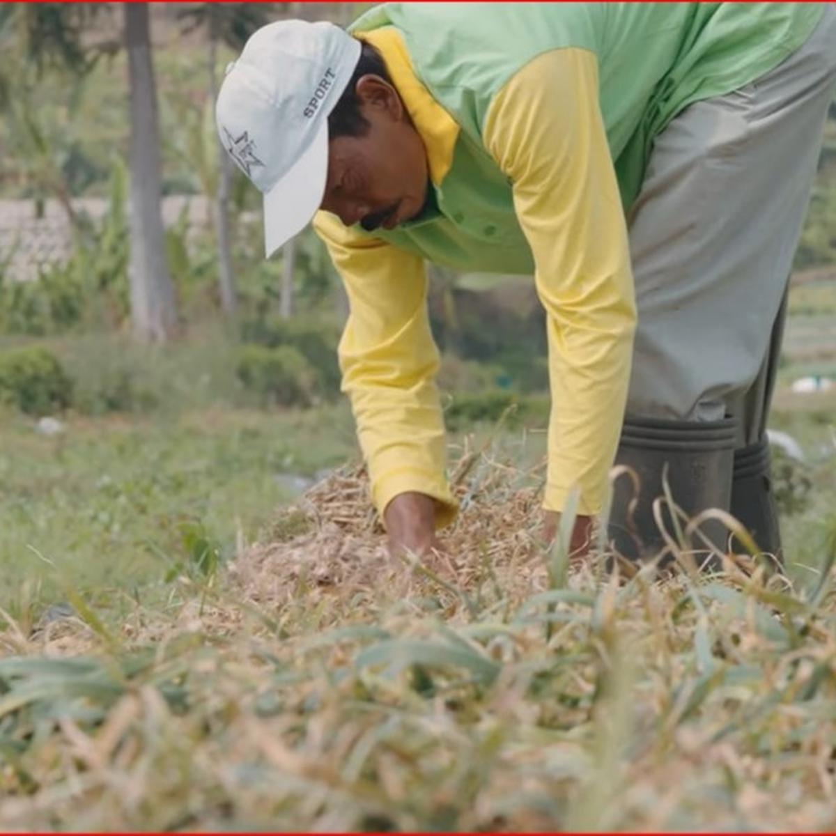 Petani bawang putih di Jateng