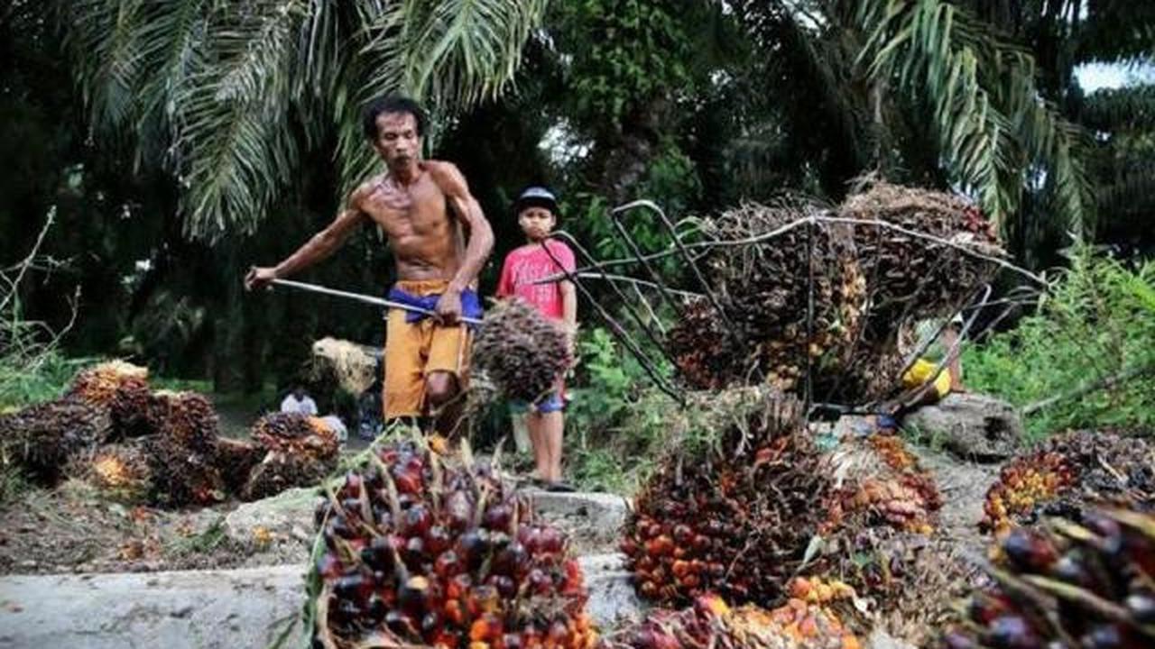 Ekspor Sawit Naik 15,3%, Nilai Tembus Hingga Rp 406 Triliun
