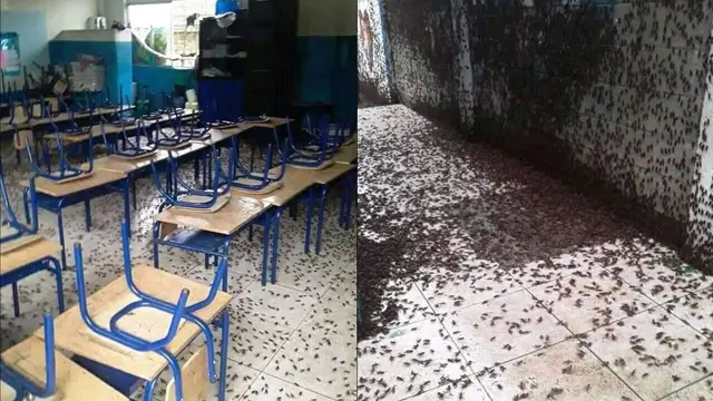 4 Bulan Tidak Berpenghuni, Begini Kondisi Sekolah Dipenuhi Jangkrik
