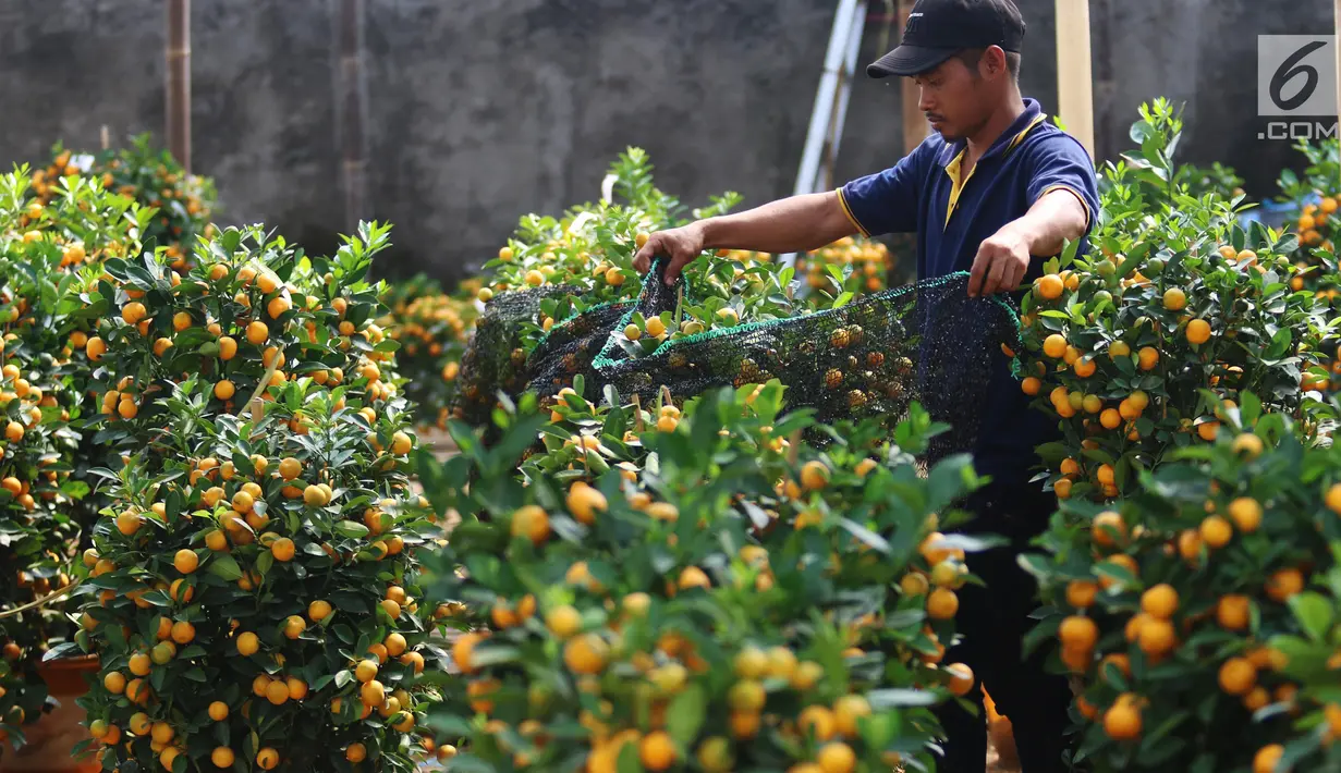 Pekerja sedang menata jeruk kim kit atau jeruk imlek di Jakarta, Jumat (2/2). Menurut penjualnya, harga pohon ini sangat tergantung dari kerimbunan daun dan banyaknya buah. (Liputan6.com/Angga Yuniar)