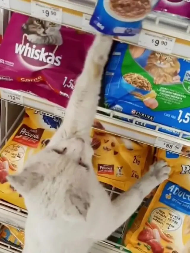 Kocak, Kucing Liar Pintar Ini Ajak Orang ke Toko untuk Belikan Makanan