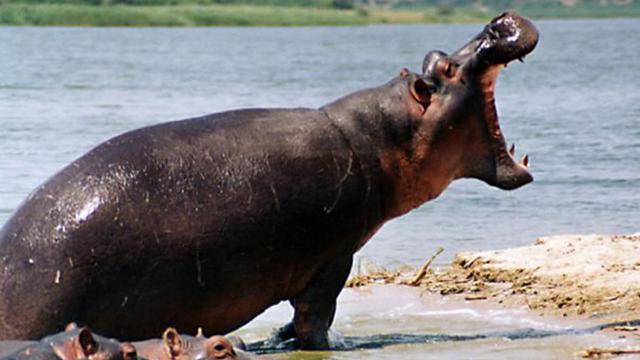 6 Hewan yang Punya Gigitan Paling Kuat