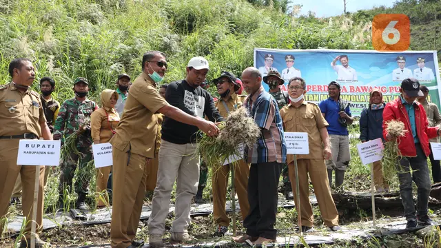 panen perdana bawang putih di Desa Dombu, Sigi