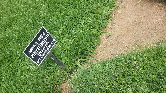 Rumput Manila Wikipedia