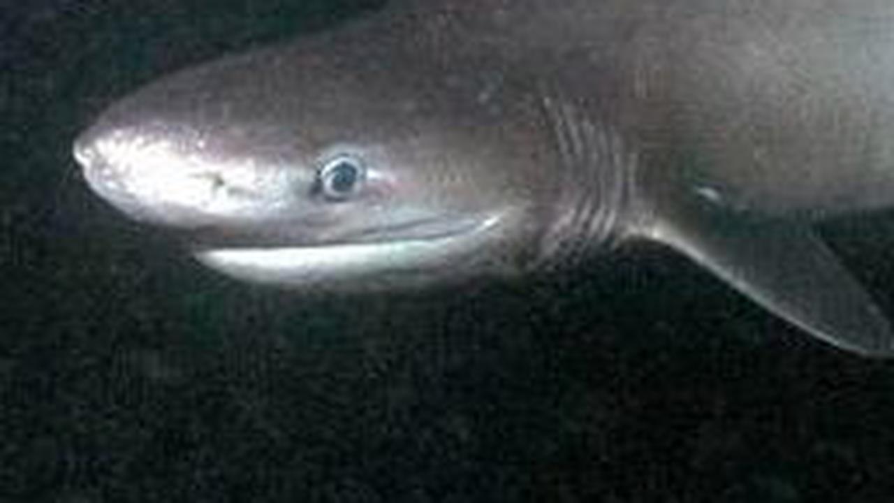 <b>Bluntnose Sixgill&nbsp;</b><br>