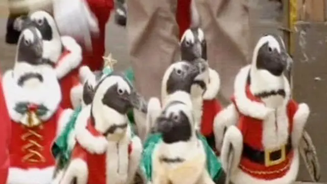 [VIDEO] Parade 9 Penguin Lucu Berkostum Sinterklas